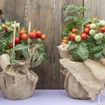 Como cultivar tomate em casa | Paisagismo