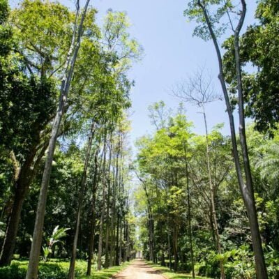 Descubra as atividades no Jardim Botânico em celebração ao Dia da Mata Atlântica