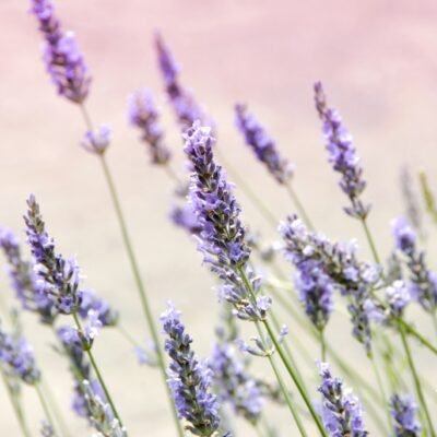 Descubra o passo a passo para cultivar lavanda, a incrível planta do bem-estar.