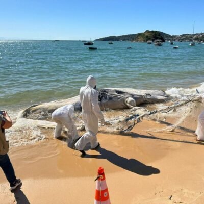 Tragédia ambiental: Carcaça de baleia jubarte juvenil é enterrada após encalhar na praia do Canto neste sábado