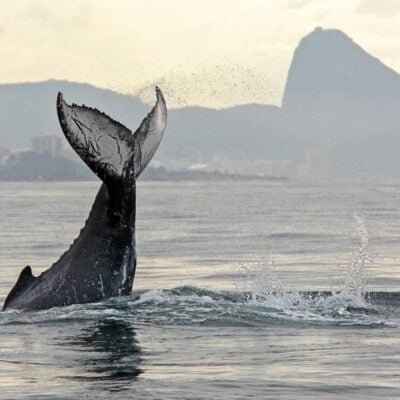 Visite o novo observatório de baleias-jubarte no Pão de Açúcar em uma experiência única.