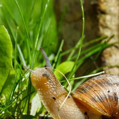 Descubra o método eficaz de controle de lesmas em seu jardim.