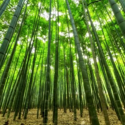 Descubra por que o florescimento do bambu centenário preocupa cientistas em paisagismo