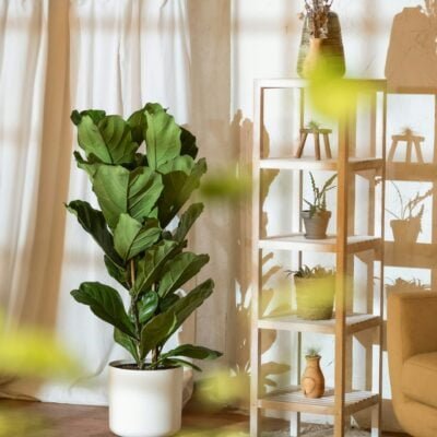 Dicas essenciais para o cultivo de Ficus lyrata em casa.