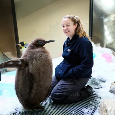 Filhote de pinguim surpreende com chá revelação e peso acima de 20 kg.