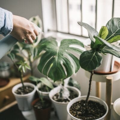 Água sanitária nas plantas: vantagens e desvantagens no paisagismo. Saiba se pode usar!