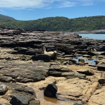 Descoberto em Búzios: Elefante-marinho jovem surpreende banhistas na Praia da Foca! Saiba mais sobre a incrível visita que tem encantado turistas desde domingo.