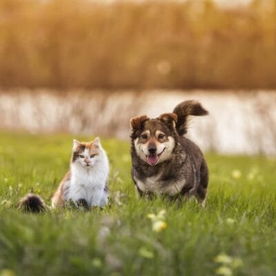 Dicas essenciais para garantir o bem-estar de pets no verão