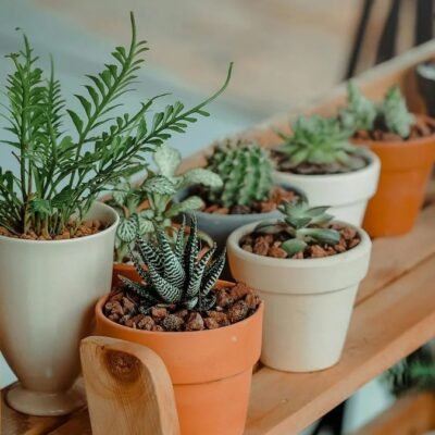 7 Plantas Que É Melhor Evitar Ter em Casa, de Acordo com a Sabedoria Indiana | Paisagismo