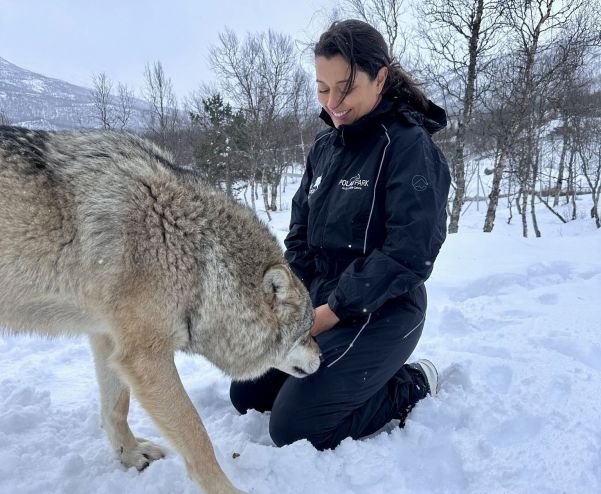 Experiência com lobos no Polar Park