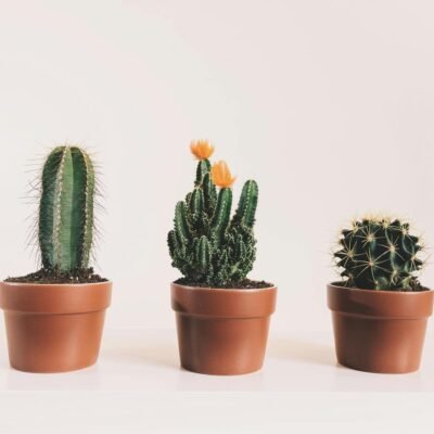 Plantas Ideais para Presentear: 7 Espécies Incríveis!