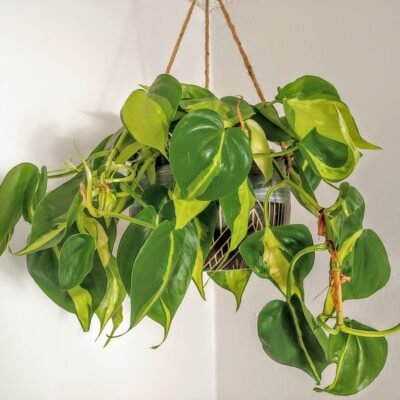 Plantas Suspensas para Sala: Descubra Espécies e Dicas de Decoração Incríveis