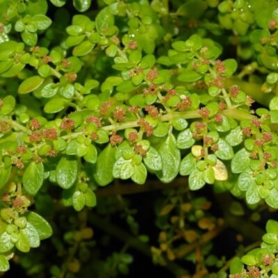 Pilea Microphylla: Propriedades Medicinais e Benefícios para a Saúde