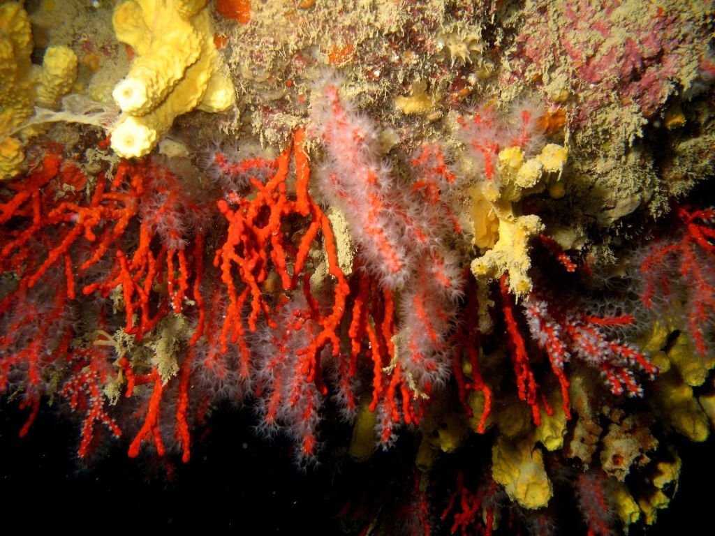 Aquarium Rubrum