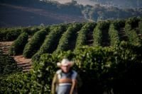 Cafés arábica e robusta atingem recordes, cacau e açúcar caem