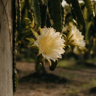 Descubra a Flor-de-Pitaya: Uma Maravilha Exótica e Medicinal.