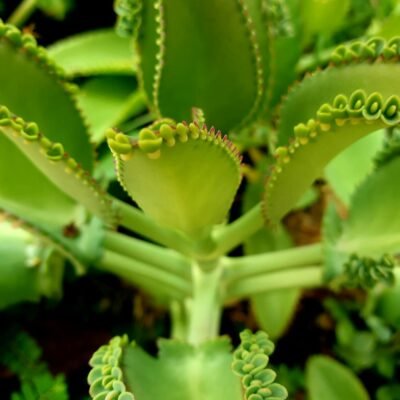 Explorando a Planta Saião: Propriedades e Benefícios Medicinais.