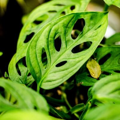 Monstera Adansonii: Guia Completo sobre Esta Fascinante Planta